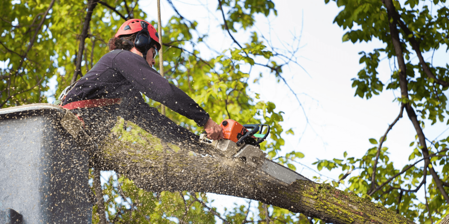 SnapOn Software Transforms Financial Reporting & Scalability for Gunnison Tree Services